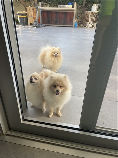 תמונה 1 ,כלבים פומרניאן   שחר למכירה בתל אביב יפו 