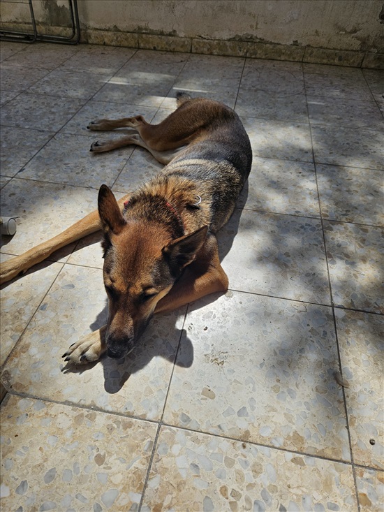 תמונה 1 ,כלבים אחר   ניקי למסירה בתל אביב