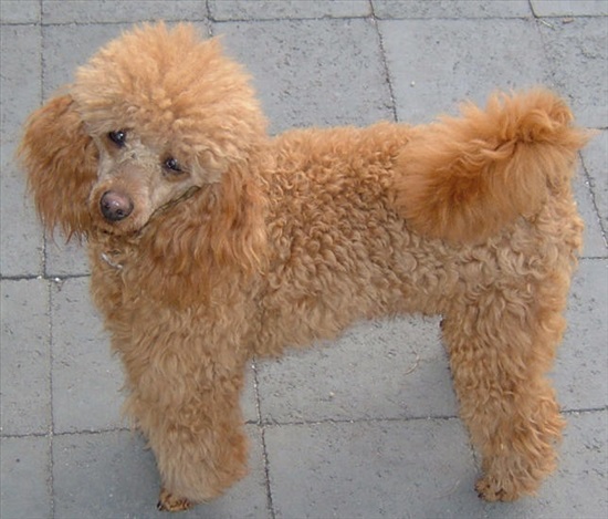 תמונה 2 ,כלבים פודל   פודל מלטיפו שיצו מלטז יורקשייר למכירה בברקן