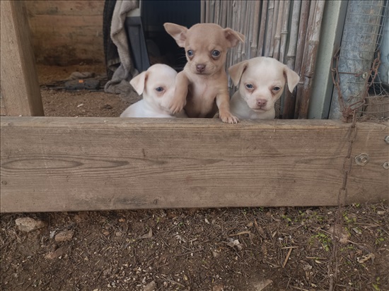 תמונה 1 ,כלבים צ`יוואווה   צ'יוואווה  למכירה באשקלון