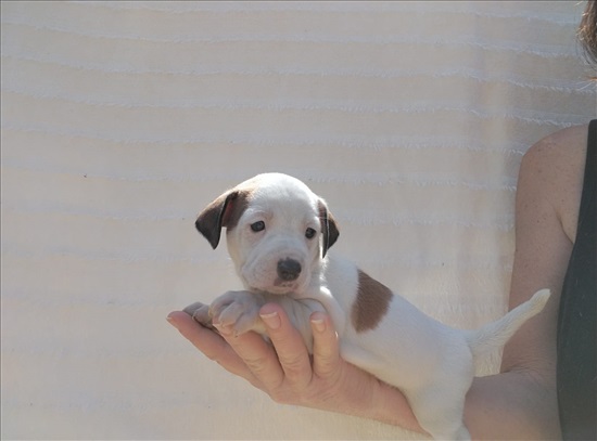 תמונה 3 ,כלבים גק ראסל טרייר   גק ראסל גיזעיים למכירה באשדוד