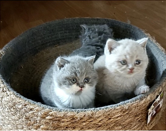 תמונה 2 ,חתולים בריטי קצר שיער   .... למכירה בעפולה