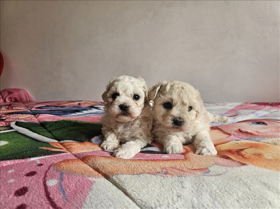 תמונה 1 ,כלבים בישון פריזה   בישון פריזה  למכירה בשפרעם