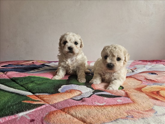 תמונה 2 ,כלבים בישון פריזה   בישון פריזה  למכירה בשפרעם