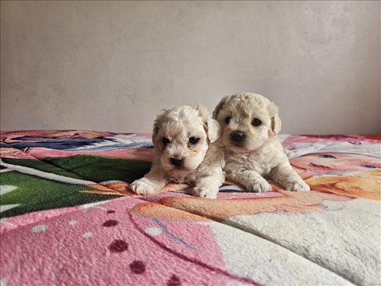 תמונה 3 ,כלבים בישון פריזה   בישון פריזה  למכירה בשפרעם