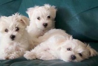 תמונה 5 ,כלבים פודל   פודל מלטיפו שיצו מלטז יורקשייר למכירה בברקן