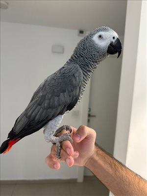 תוכים ובעלי כנף ז`אקו חיפה והקריות 