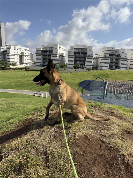 תמונה 1 ,כלבים רועה בלגי   אנג׳ליקה למסירה בקרית גת