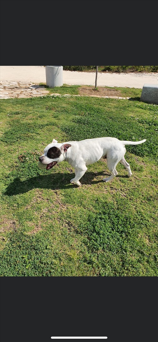 תמונה 2 ,כלבים אחר   סטאף אנגלי למכירה ברמת גן