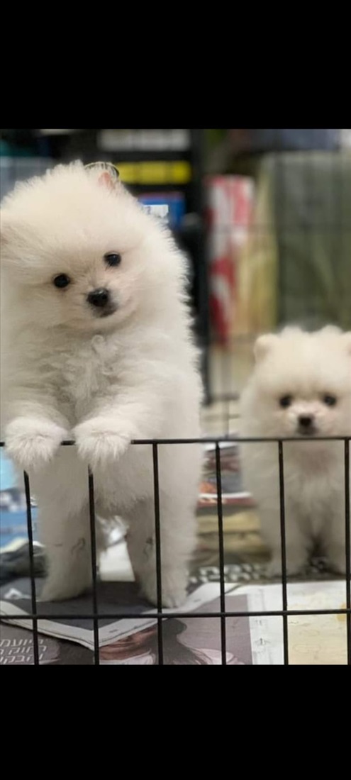 תמונה 7 ,כלבים פומרניאן   פומרניאן לבן למכירה בנהריה