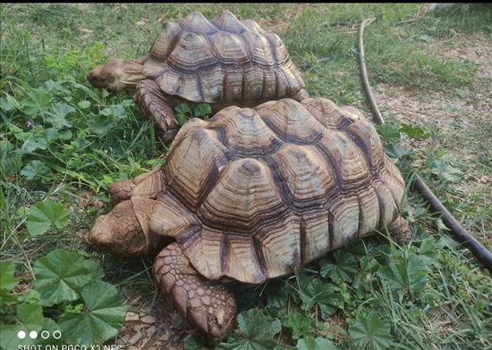 תמונה 4 ,זוחלים צבים   צבים סודנים למכירה בטירת כרמל
