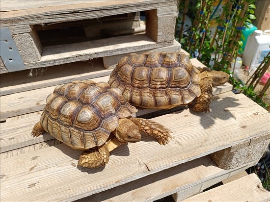 תמונה 6 ,זוחלים צבים   צבים סודנים למכירה בטירת כרמל