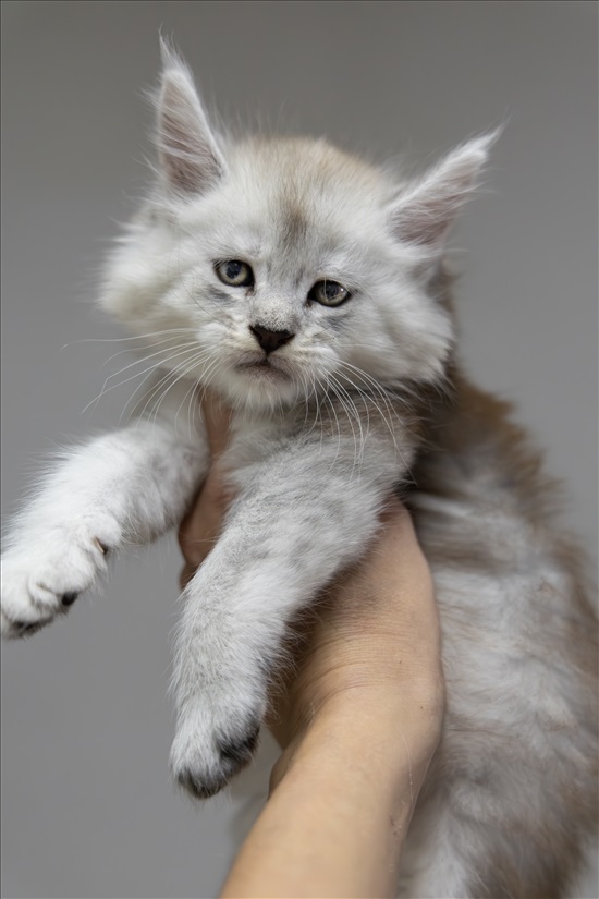 תמונה 2 ,חתולים מיין קון   Strawberrycat למכירה בRehovot