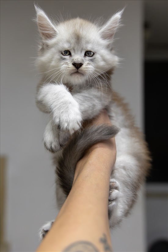 תמונה 1 ,חתולים מיין קון   Strawberrycat למכירה בRehovot