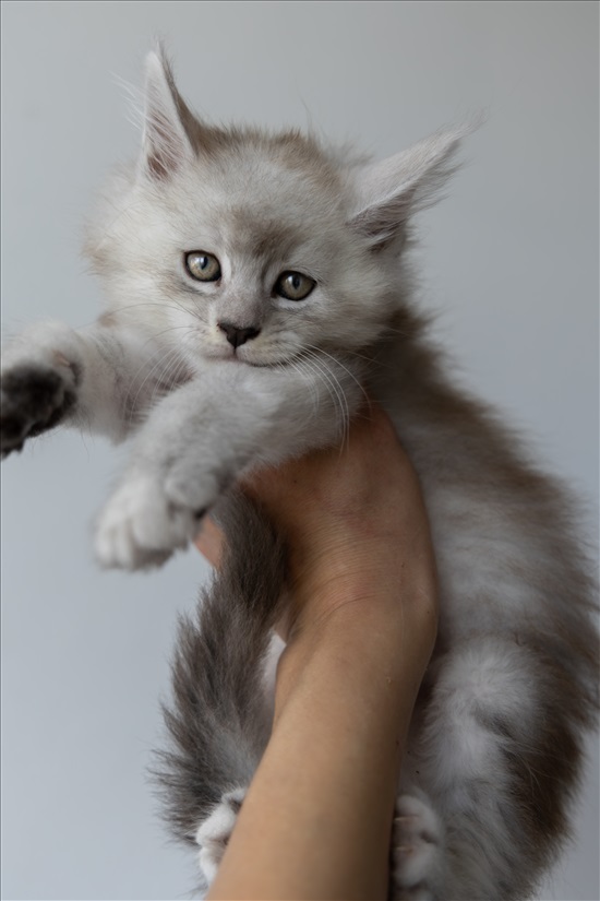 תמונה 3 ,חתולים מיין קון   Strawberrycat למכירה בRehovot