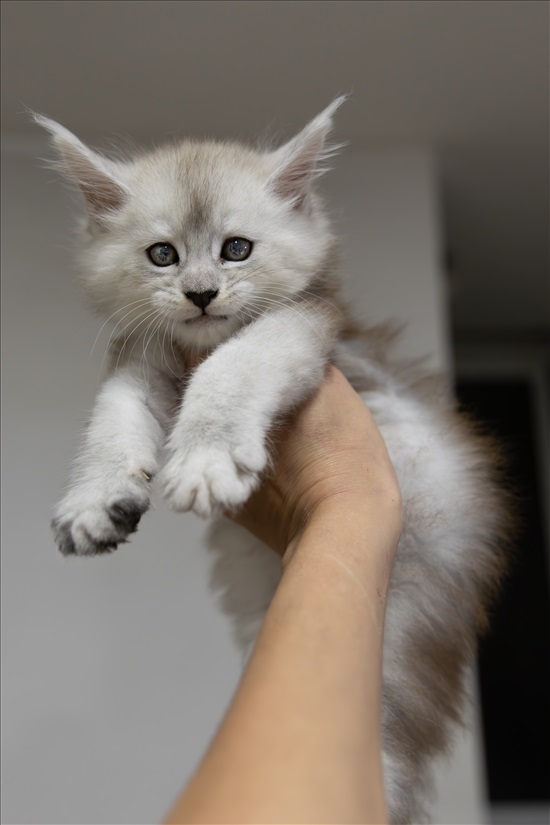 תמונה 4 ,חתולים מיין קון   Strawberrycat למכירה בRehovot