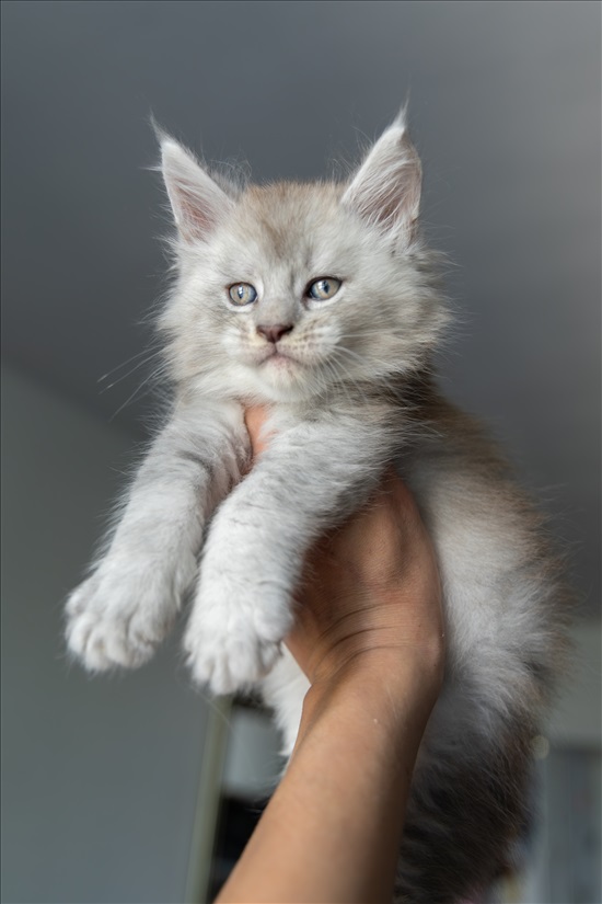 תמונה 5 ,חתולים מיין קון   Strawberrycat למכירה בRehovot