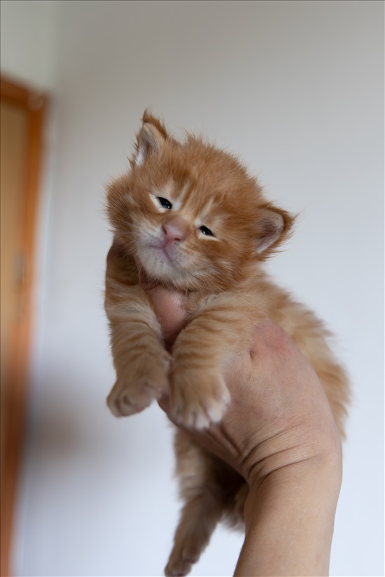 תמונה 6 ,חתולים מיין קון   Strawberrycat למכירה בRehovot
