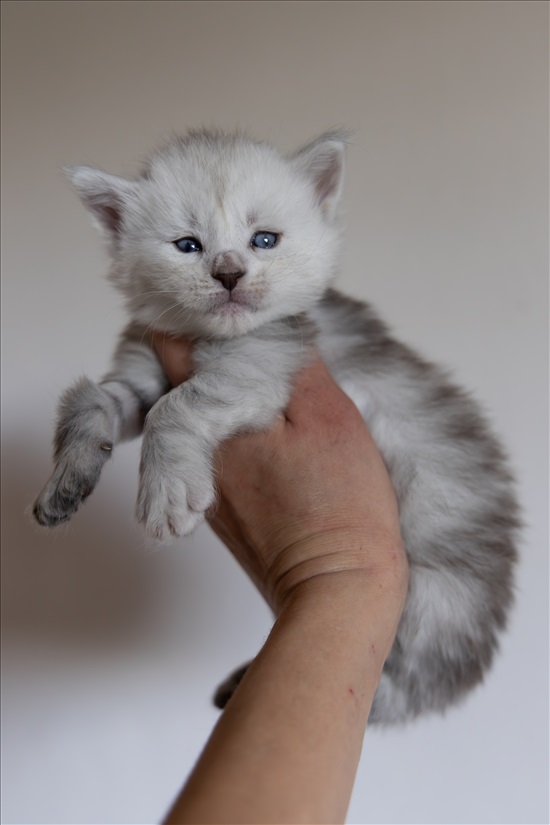 תמונה 7 ,חתולים מיין קון   Strawberrycat למכירה בRehovot