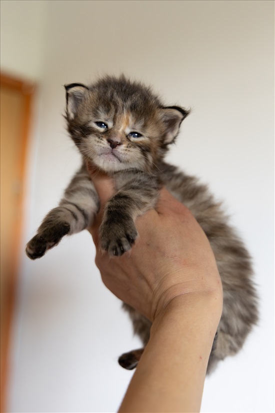 תמונה 8 ,חתולים מיין קון   Strawberrycat למכירה בRehovot