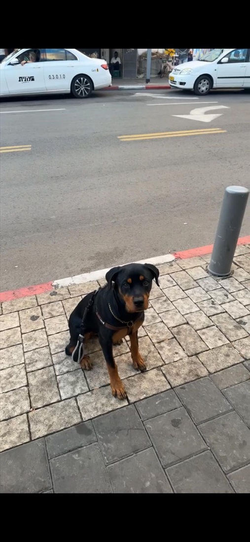 תמונה 2 ,כלבים אחר   רוטווילר  למכירה בתל אביב 