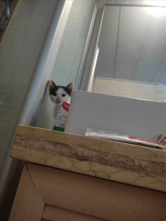 תמונה 1 ,חתולים מעורב   קלרה הקדושה  למסירה בתל אביב
