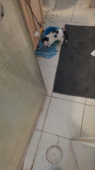 תמונה 2 ,חתולים מעורב   קלרה הקדושה  למסירה בתל אביב