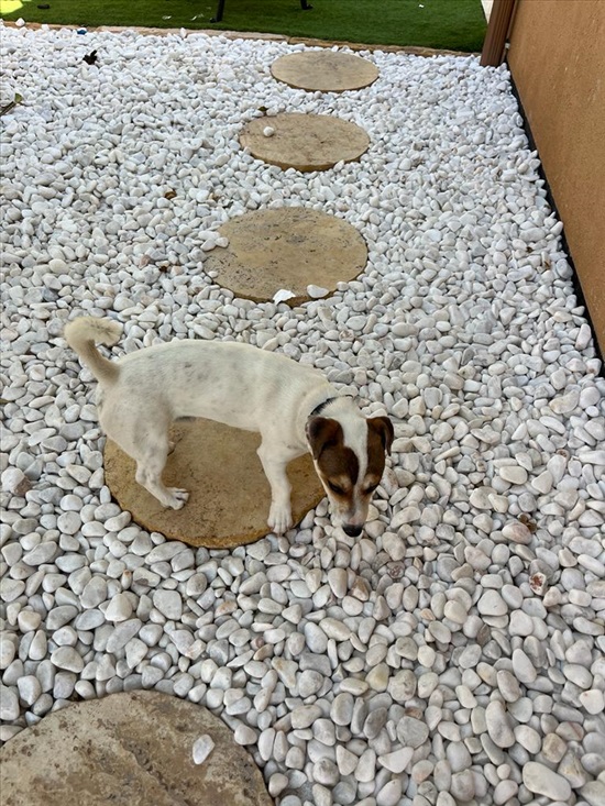 תמונה 2 ,כלבים גק ראסל טרייר   ליאון למכירה בגן יבנה