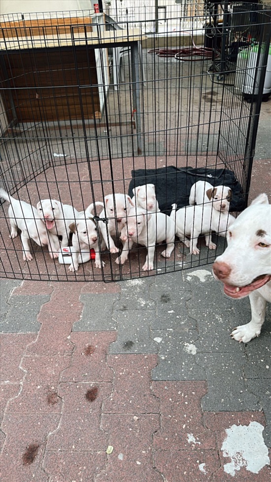 תמונה 1 ,כלבים כללי   פיטבול רד נאוז למכירה בנצרת עילית