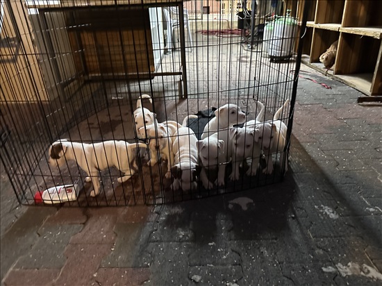 תמונה 5 ,כלבים כללי   פיטבול רד נאוז למכירה בנצרת עילית