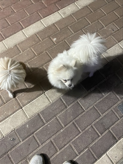 תמונה 1 ,כלבים פומרניאן   פומרניאן למכירה במודיעין-מכבים-רעות