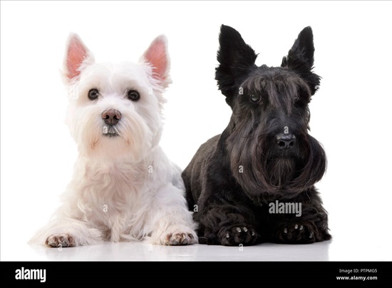 תמונה 1 ,כלבים סקוטיש טרייר   סקוט למכירה בכרמיאל