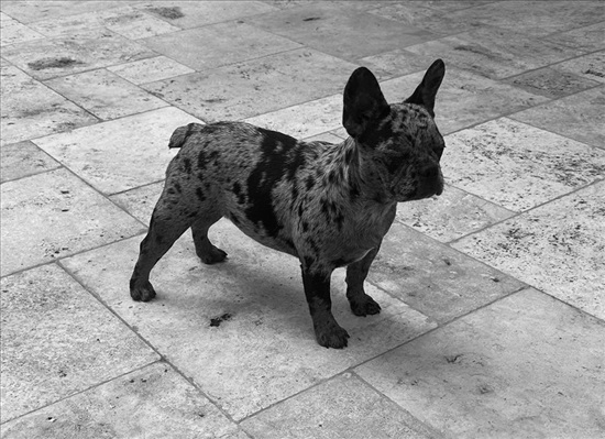 תמונה 3 ,כלבים בולדוג צרפתי   בולדוג צרפתי למכירה בנתניה