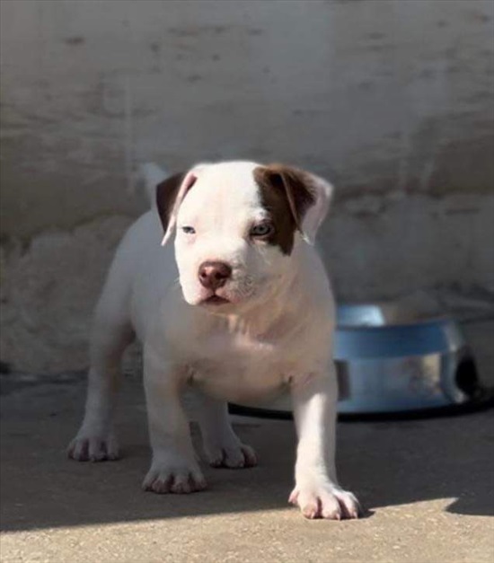 תמונה 4 ,כלבים כללי   בודל בלו אייז למכירה בנצרת עילית