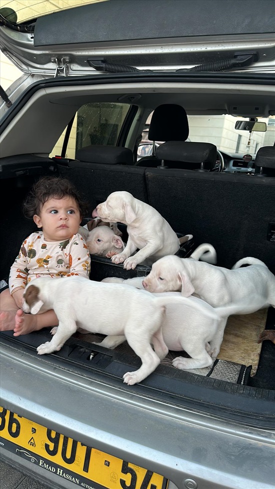 תמונה 8 ,כלבים כללי   בודל בלו אייז למכירה בנצרת עילית