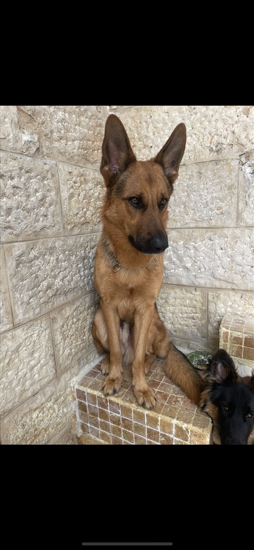 תמונה 1 ,כלבים רועה גרמני   רועי גרמני גזעי  למכירה בירושלים