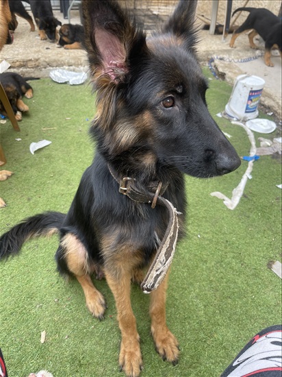 תמונה 2 ,כלבים רועה גרמני   רועי גרמני גזעי  למכירה בירושלים