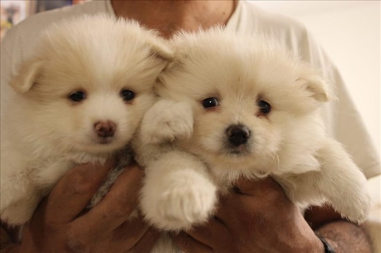 תמונה 4 ,כלבים פומרניאן   פומרניאן שפיץ יפני  למכירה בגבעה צרפתית 