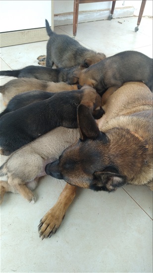 תמונה 7 ,כלבים רועה בלגי   גורי קרוס מלינואה(בלגי/גרמני) למכירה בפרדס חנה-כרכור