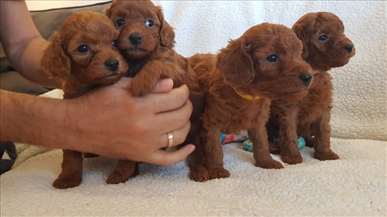 תמונה 1 ,כלבים פודל   פודל ננסי חום למכירה באשדוד