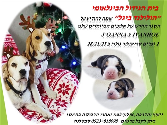 תמונה 2 ,כלבים אחר   גורים למכירה בירושלים