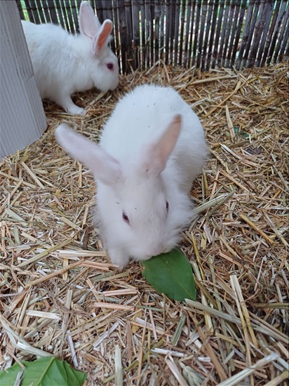 תמונה 3 ,מכרסמים ארנבות   ארנבונים למכירה בקרית אתא