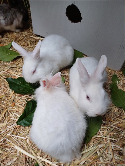 תמונה 4 ,מכרסמים ארנבות   ארנבונים למכירה בקרית אתא