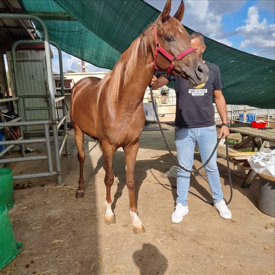 תמונה 5 ,סוסים ערבי   Valee  למכירה בפרדס חנה-כרכור