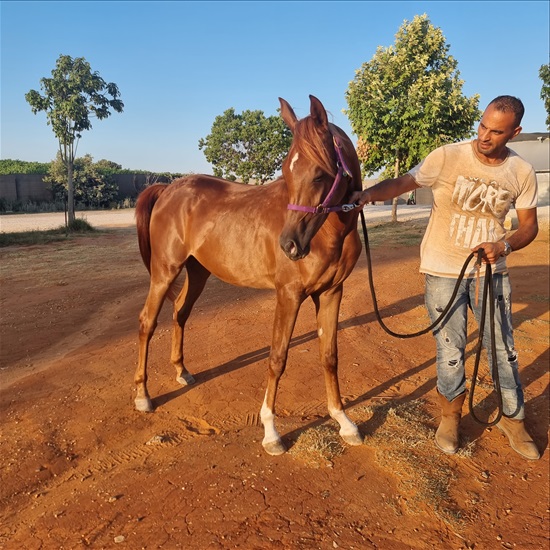 תמונה 1 ,סוסים ערבי   Valee  למכירה בפרדס חנה-כרכור
