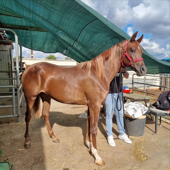 תמונה 2 ,סוסים ערבי   Valee  למכירה בפרדס חנה-כרכור