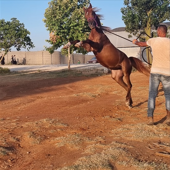 תמונה 4 ,סוסים ערבי   Valee  למכירה בפרדס חנה-כרכור