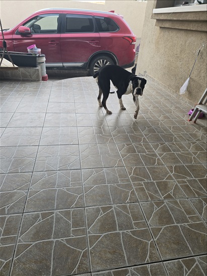 תמונה 4 ,כלבים בוקסר   לונה למכירה בבאר שבע