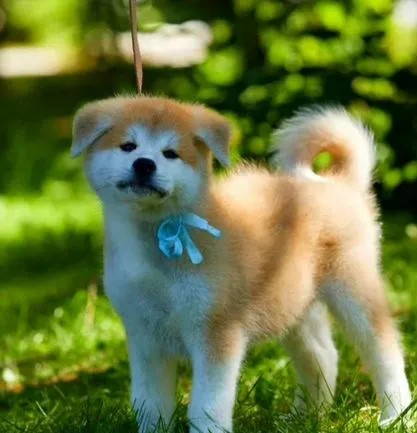 תמונה 1 ,כלבים אקיטה יפני   אקיטה אינו  למכירה ברמת השרון