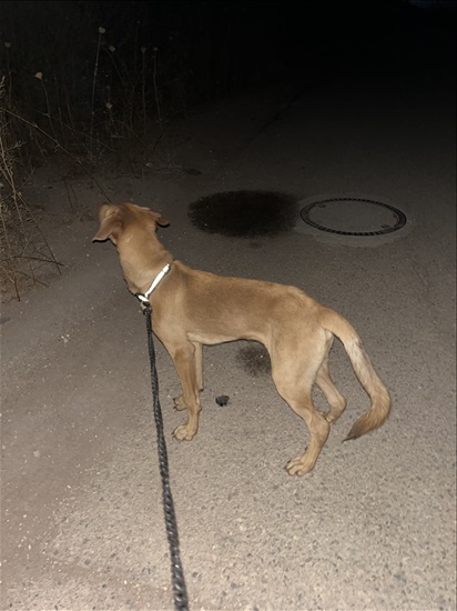 תמונה 3 ,כלבים מעורב   צ׳יף לאימוץ במגדל